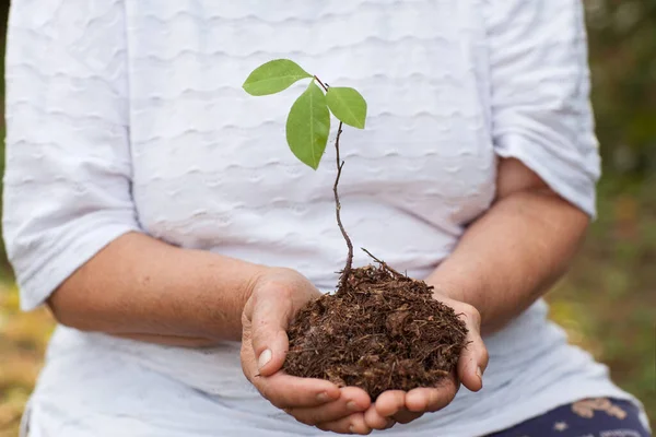 Hands Old Woman Hold Sprout Tree Planet Conservation — Stock Photo, Image