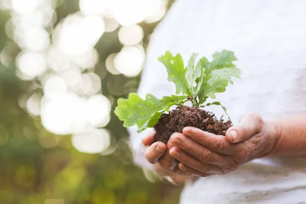 Hands Old Woman Hold Oak Sprout Planet Conservation — Stock Photo, Image