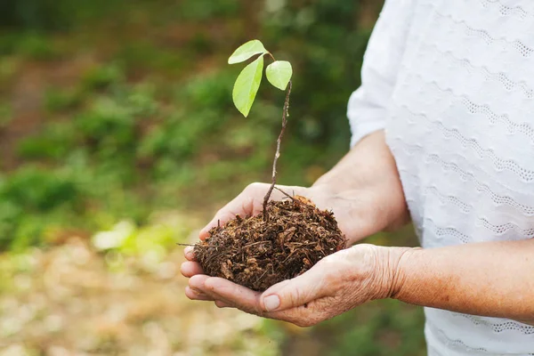 hands of an old woman hold an oak sprout. Planet conservation safe