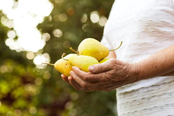 Tangan Seorang Wanita Tua Memegang Buah Pir Konservasi Planet — Stok Foto