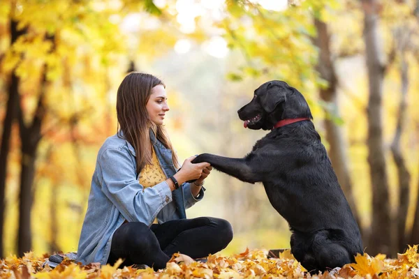 秋天阳光明媚的公园里 女孩和她的狗拉布拉多在一起 — 图库照片