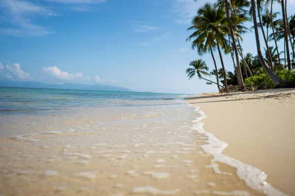 View Beach Tropical Palm Trees Golden Sand — Stock Photo, Image