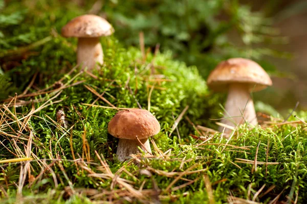 Belos Cogumelos Brancos Floresta Gramado Entre Grama — Fotografia de Stock