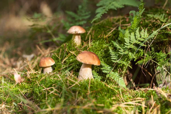 Beautiful White Mushrooms Forest Lawn Grass — Stock Photo, Image