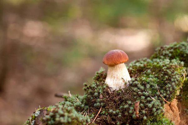 Belo Cogumelo Branco Floresta Gramado Entre Grama — Fotografia de Stock