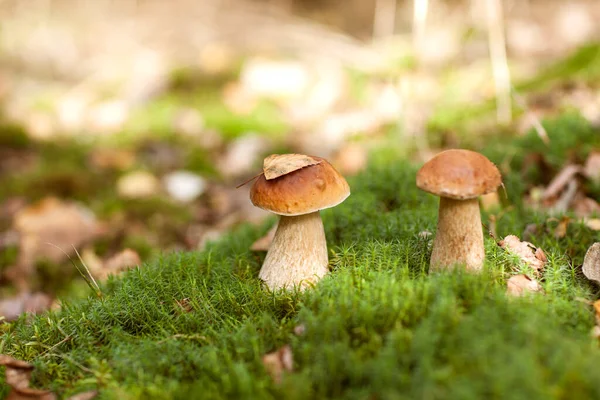 Belos Cogumelos Brancos Floresta Gramado Entre Grama — Fotografia de Stock