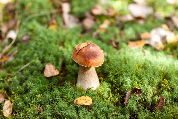 Beautiful White Mushroom Forest Lawn Grass — Stock Photo, Image