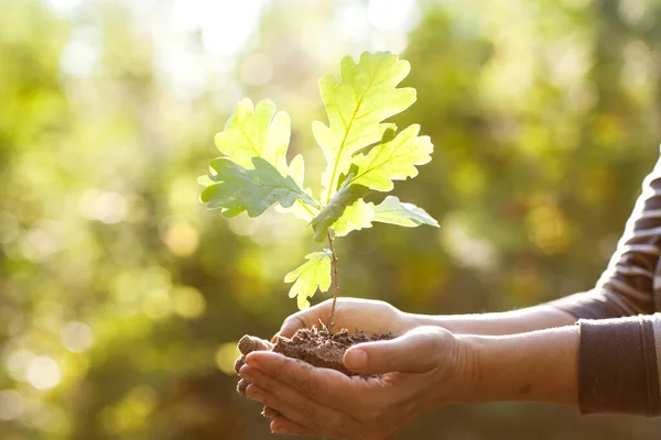 Ambiente Giornata Della Terra Nelle Mani Alberi Che Crescono Piantine — Foto Stock