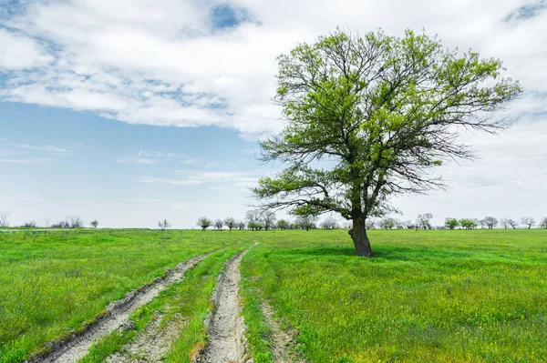 Yeşil çimenli, yollu ve bulutlu yaz manzarası.