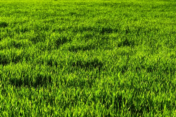 Με φόντο ένα πεδίο πράσινο γρασίδι ζουμερά με μοτίβα κύμα από τον άνεμο. Ανοιξιάτικης φρεσκάδας — Φωτογραφία Αρχείου