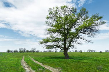 Yeşil çimenli, yollu ve bulutlu yaz manzarası.