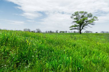 Bir mavi gökyüzü arka plan beyaz bulutlar ile çayır alan ortasında yalnız yeşil ağaç. Bahar manzara.