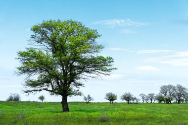 Bir mavi gökyüzü arka plan beyaz bulutlar ile çayır alan ortasında yalnız yeşil ağaç. Bahar manzara
