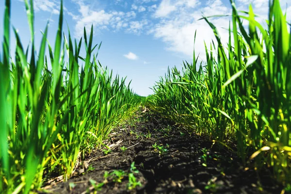 Zbliżenie: młoda pszenica zielony na polu. Koordynować niższy kąt. Żyzne gleby czarny niebieski niebo i chmury — Zdjęcie stockowe