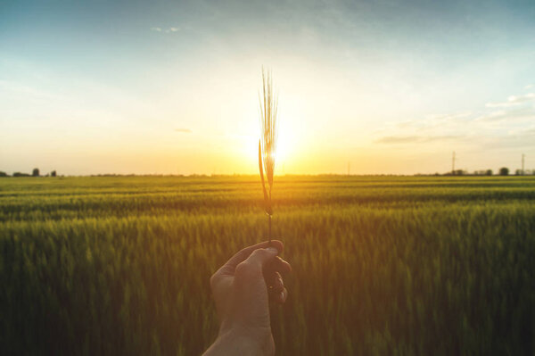 Male hand with wheat spike in the rays of sunset in the summer evening field. farmers and agricultural land. love of the earth. atmospheric moment. preserve the environment