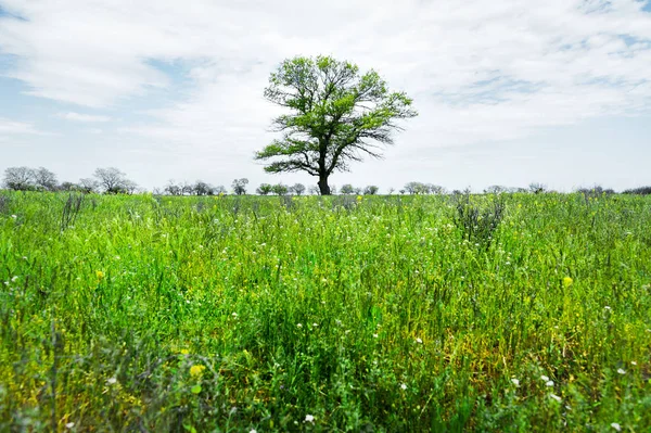 흰 구름과 푸른 하늘 배경 초원 필드 가운데 외로운 녹색 나무. 봄 풍경 — 스톡 사진