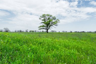 Bir mavi gökyüzü arka plan beyaz bulutlar ile çayır alan ortasında yalnız yeşil ağaç. Bahar manzara