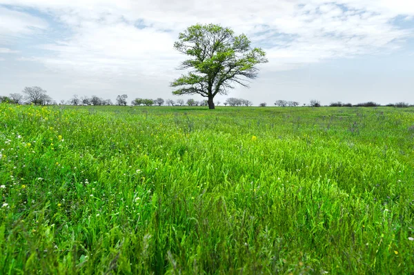 Bir mavi gökyüzü arka plan beyaz bulutlar ile çayır alan ortasında yalnız yeşil ağaç. Bahar manzara