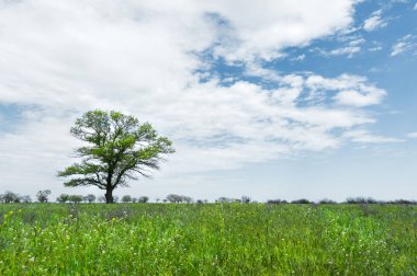 Bir mavi gökyüzü arka plan beyaz bulutlar ile çayır alan ortasında yalnız yeşil ağaç. Bahar manzara