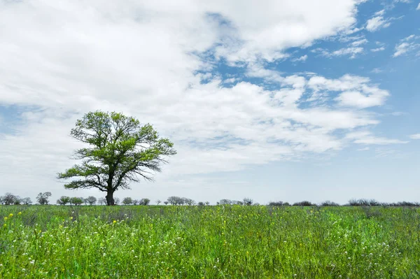 Bir mavi gökyüzü arka plan beyaz bulutlar ile çayır alan ortasında yalnız yeşil ağaç. Bahar manzara