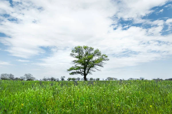Bir mavi gökyüzü arka plan beyaz bulutlar ile çayır alan ortasında yalnız yeşil ağaç. Bahar manzara