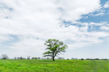 Bir mavi gökyüzü arka plan beyaz bulutlar ile çayır alan ortasında yalnız yeşil ağaç. Bahar manzara
