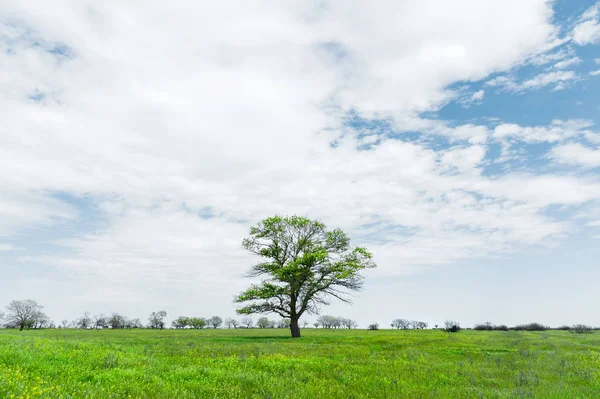 Bir mavi gökyüzü arka plan beyaz bulutlar ile çayır alan ortasında yalnız yeşil ağaç. Bahar manzara