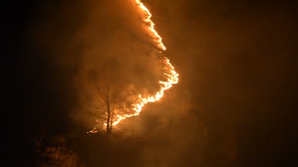 Fogo noturno nas montanhas, queimando grama e árvores nas rochas em um desfiladeiro de montanha em câmera lenta — Vídeo de Stock