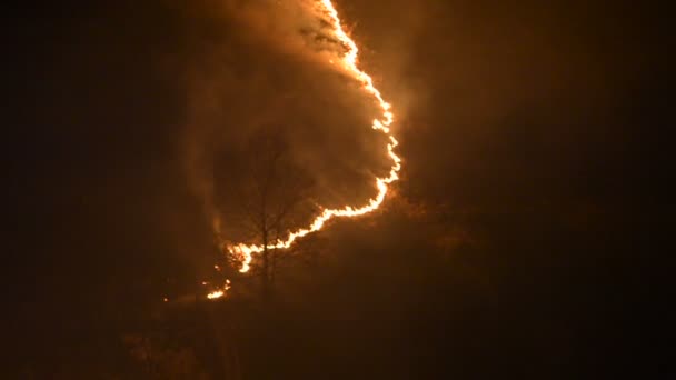 Api malam di pegunungan, membakar rumput dan pohon di bebatuan di ngarai gunung dalam gerakan lambat — Stok Video