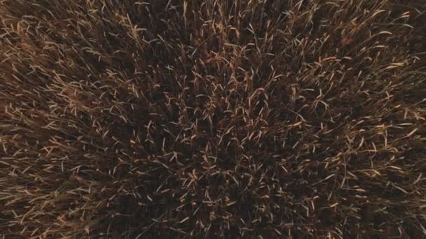 Imágenes aéreas de arriba hacia abajo del campo de trigo que muestra cultivos de grano dorado movidos lentamente por el trigo eólico es hierba ampliamente cultivada resolución 4k 100 mbps — Vídeos de Stock