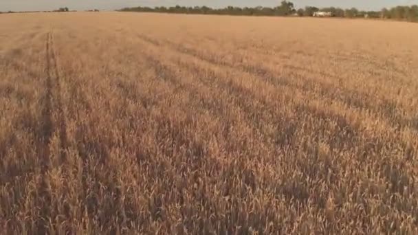 Vuelo con rotación sobre un campo de trigo con espigas doradas al atardecer 100mbps — Vídeo de stock