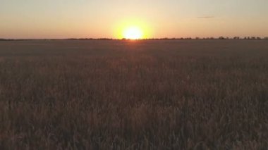 Buğday alanı gösteren altın tahıl ürünleri yavaş yavaş rüzgar buğday tarafından taşındı Sunset'teki görüntülerini çim yaygın günbatımı 4 k çözünürlüklü 100 mbps üzerinde ekili olduğunu havadan görünümü
