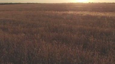 Buğday alanı gösteren altın tahıl ürünleri yavaş yavaş rüzgar buğday tarafından taşındı Sunset'teki görüntülerini çim yaygın günbatımı 4 k çözünürlüklü 100 mbps üzerinde ekili olduğunu havadan görünümü