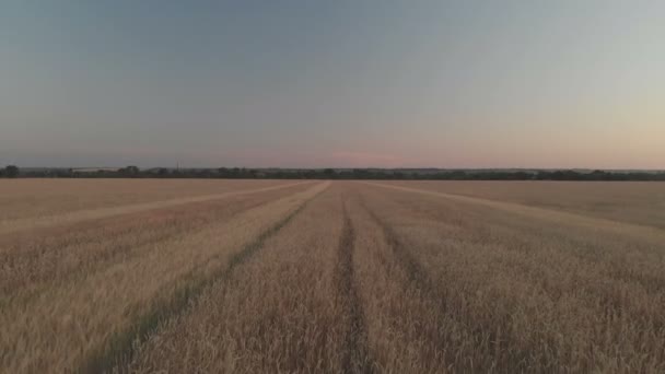 Vol avec rotation sur un champ de blé avec des oreilles dorées au coucher du soleil 100mbps 