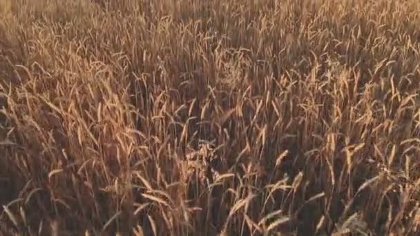 Imágenes aéreas de arriba hacia abajo del campo de trigo que muestra cultivos de grano dorado movidos lentamente por el trigo eólico es hierba ampliamente cultivada en la puesta del sol Resolución 4k 100 mbps — Vídeos de Stock