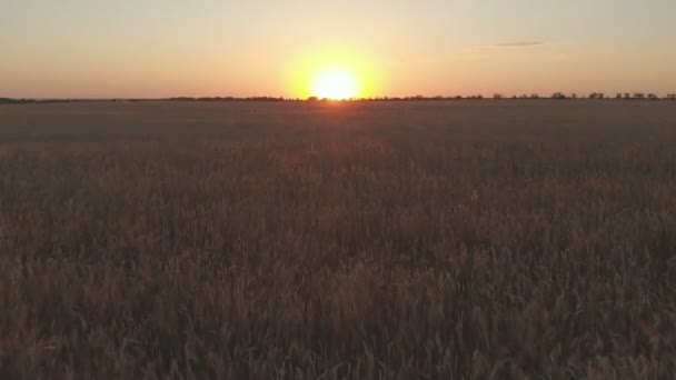 Flygfoto bilder av vete fält visar gyllene korn grödor på solnedgången sakta flyttas av vinden vete är gräs som allmänt odlas på sunset 4k upplösning 100 mbps — Stockvideo