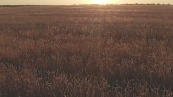 農作物の小麦表示黄金色の木目風小麦によってゆっくりと移動する日没の映像は日没 4 k 解像度 100 mbps で広く栽培されている草空撮 — ストック動画