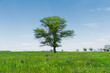 Manzara yalnız yeşil meşe ağaç bahar mavi gökyüzü karşı yemyeşil çim yeşil alan. Ekoloji kavramı