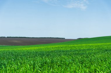 Yeşil çimen ya da buğday alan ve desenleri Bulutların arasından bir mavi gökyüzü manzara görüntüsü. Ekoloji ve bahar huzur kavramı