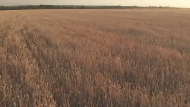 Voo com rotação sobre um campo de trigo com orelhas douradas ao pôr-do-sol 100mbps — Vídeo de Stock