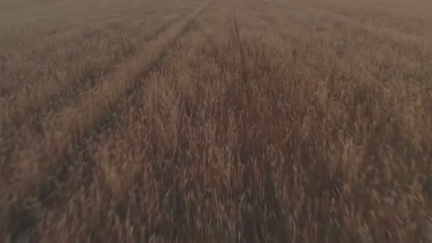 Veduta aerea filmato del campo di grano che mostra colture di grano dorato in volo velocità svelando grano colpo è l'erba ampiamente coltivata al tramonto risoluzione 4k 100 mbps — Video Stock