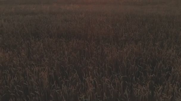 Aerial Unveiling shot Tramonto. filmato di campo di grano che mostra le colture di grano dorato lentamente mosso da grano eolico è erba ampiamente coltivata al tramonto risoluzione 4k 100 mbps — Video Stock