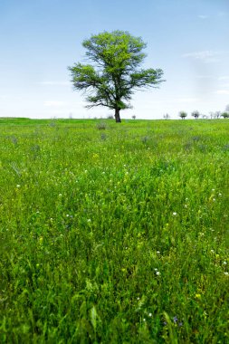 Manzara yalnız yeşil meşe ağaç bahar mavi gökyüzü karşı yemyeşil çim yeşil alan. Ekoloji kavramı