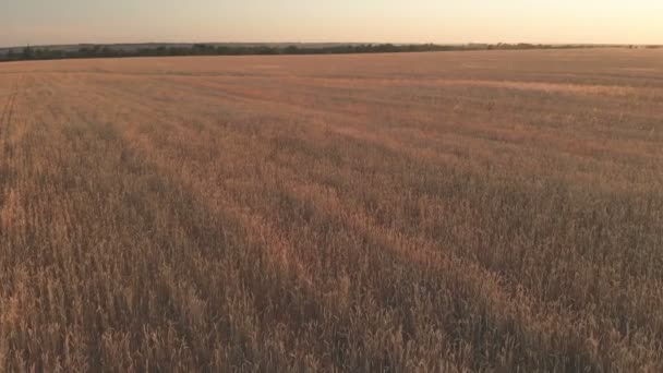 Vuelo con rotación sobre un campo de trigo con espigas doradas al atardecer 100mbps — Vídeos de Stock