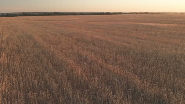 Vuelo con rotación sobre un campo de trigo con espigas doradas al atardecer 100mbps — Vídeo de stock