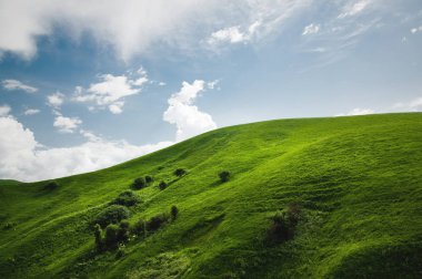 Nadir ağaçlar ve mavi gökyüzü bulutlu karşı yemyeşil çim yeşil bir tepede hafif eğimli. Sonoma Vadisi