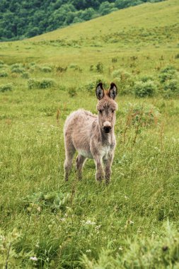 Bir güzel kabarık eşek, yeşil çayır ortasında Equus asinus portresi. Bir güneşli sabah