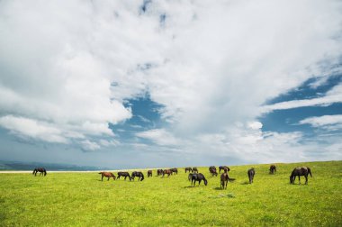 At sürüsü bulutlar ile mavi gökyüzü karşı sarı çiçekli bir Yeşil Mera üzerinde