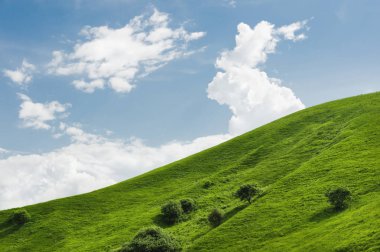Nadir ağaçlar ve mavi gökyüzü bulutlu karşı yemyeşil çim yeşil bir tepede hafif eğimli. Sonoma Vadisi