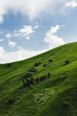 Nadir ağaçlar ve mavi gökyüzü bulutlu karşı yemyeşil çim yeşil bir tepede hafif eğimli. Sonoma Vadisi